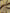 Bronze Yellow Stripes Silk Moire Home Textile Interior Fabrics, Watermark Patterns.
