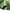 Green Silk Fabric, Moire Silk Fabric, Silk By The Yard. Watermark Pattern.