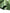 Green Silk Fabric, Moire Silk Fabric, Silk By The Yard. Watermark Pattern.