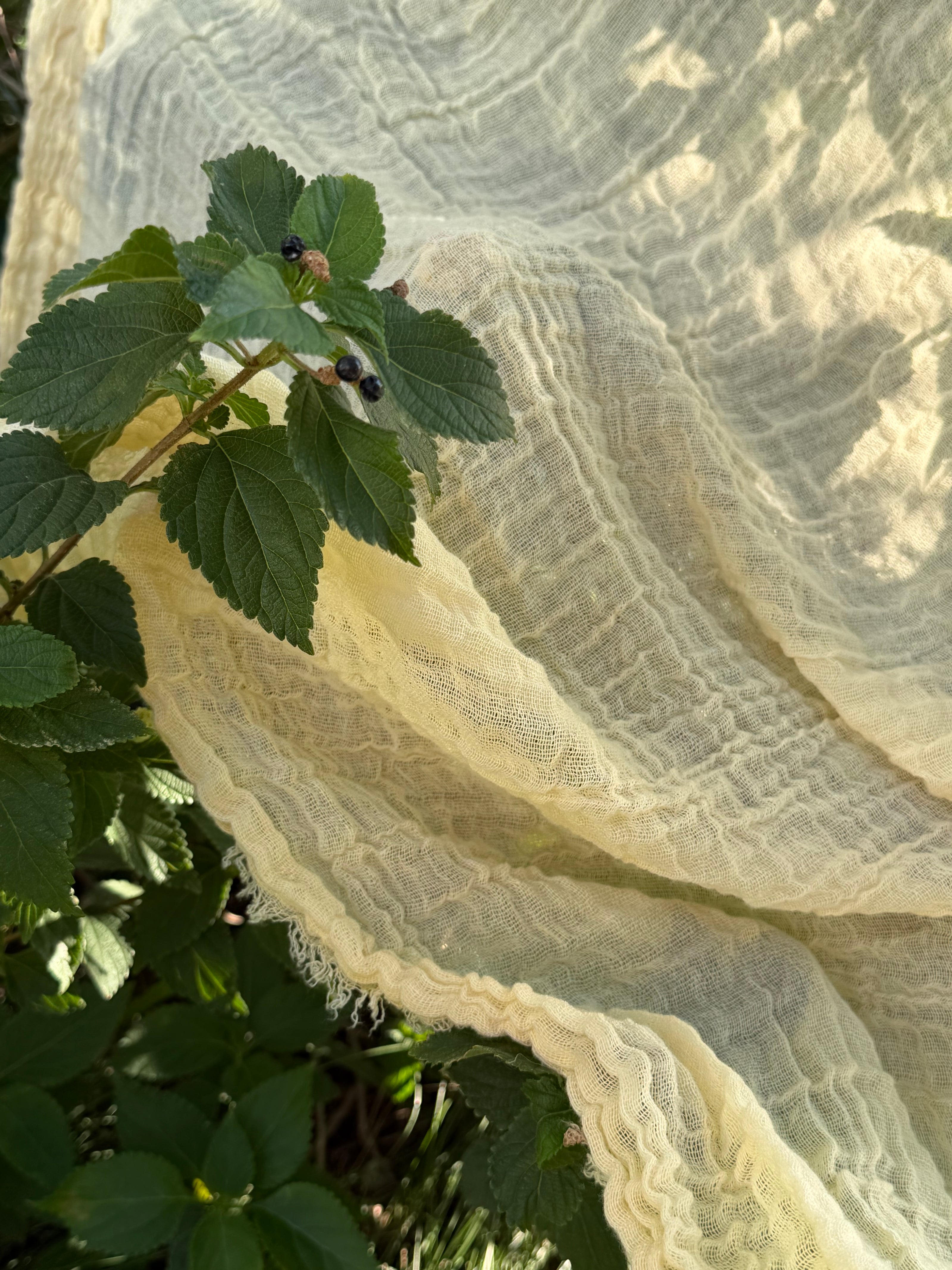 Stretchy Crinkle Cotton Fabric, Textured Surface, Black & Natural White & Butter Yellow