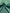 Green Colour Silk Moire Home Textile Interior Fabrics, Watermark Pattern.