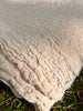 Tissu en coton froissé extensible neutre, surface texturée, coton tissé à la main blanc cassé, coton beige biologique semi-transparent et non blanchi.