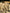 Ivory Unbleached Gauze Organic Cotton Fabric With Glitter Stripes, Silver & Gold