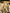 Ivory Unbleached Gauze Organic Cotton Fabric With Glitter Stripes, Silver & Gold