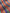 Striped Pattern Moiré Fabric By The Yard – Luxurious Silk  For Interior Design & Special Sewing Projects. / 24 inches - 60 cm Width