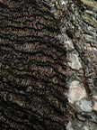 Brown Linen Textured Linen Fabric By The Yard Natural Fabrics.