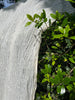 Tissu en lin par cour, tissu en coton biologique, tissus naturels semi-transparents texturés / non blanchis, blanc ivoire.