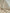 Striped Beige/ Gray Cotton Semi Sheer Fabric.