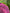 Cyclamen Pink Silk Home Textile Interior Fabrics.