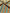 Bronze Blue Stripes Silk Moire Home Textile Interior Fabrics, Watermark Pattern.