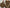 Brown Silk Moire Home Textile Interior Fabrics Watermark Pattern.